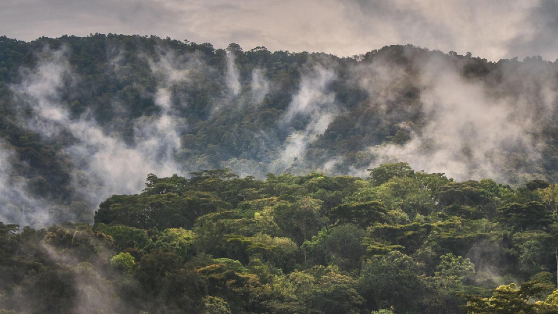 Day 1: Arrival in Rwanda and Transfer to Bwindi National Park
