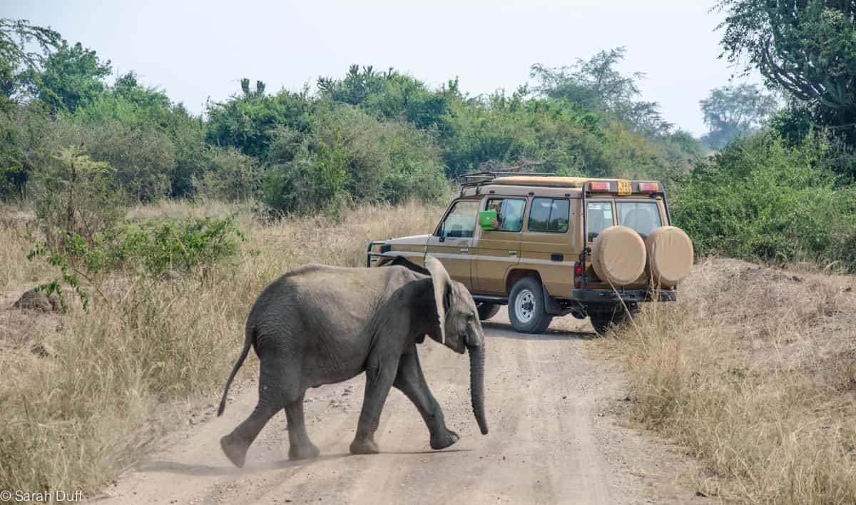 Day 3: Transfer to Queen Elizabeth National Park and Game Drives