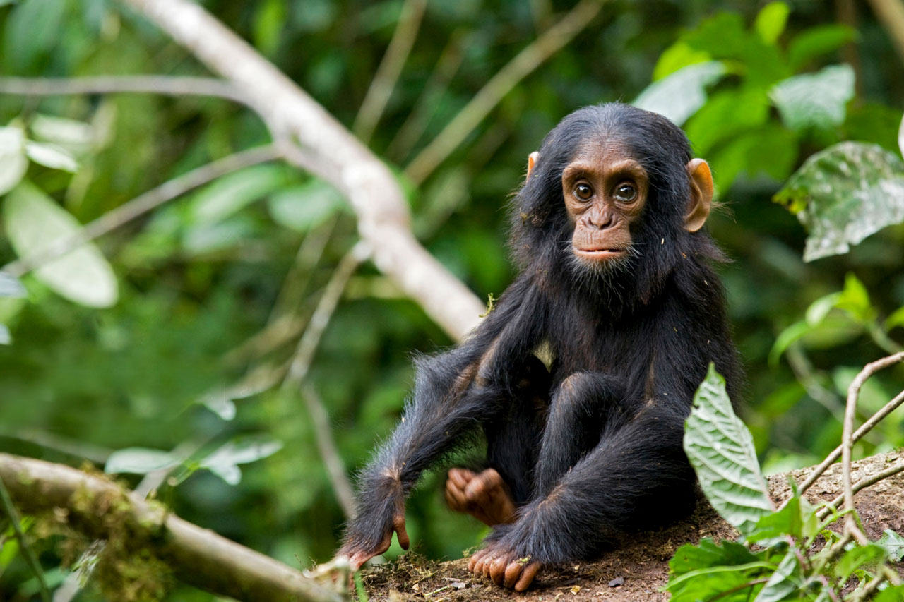 Day 6: Chimpanzee Trekking and Return to Kigali
