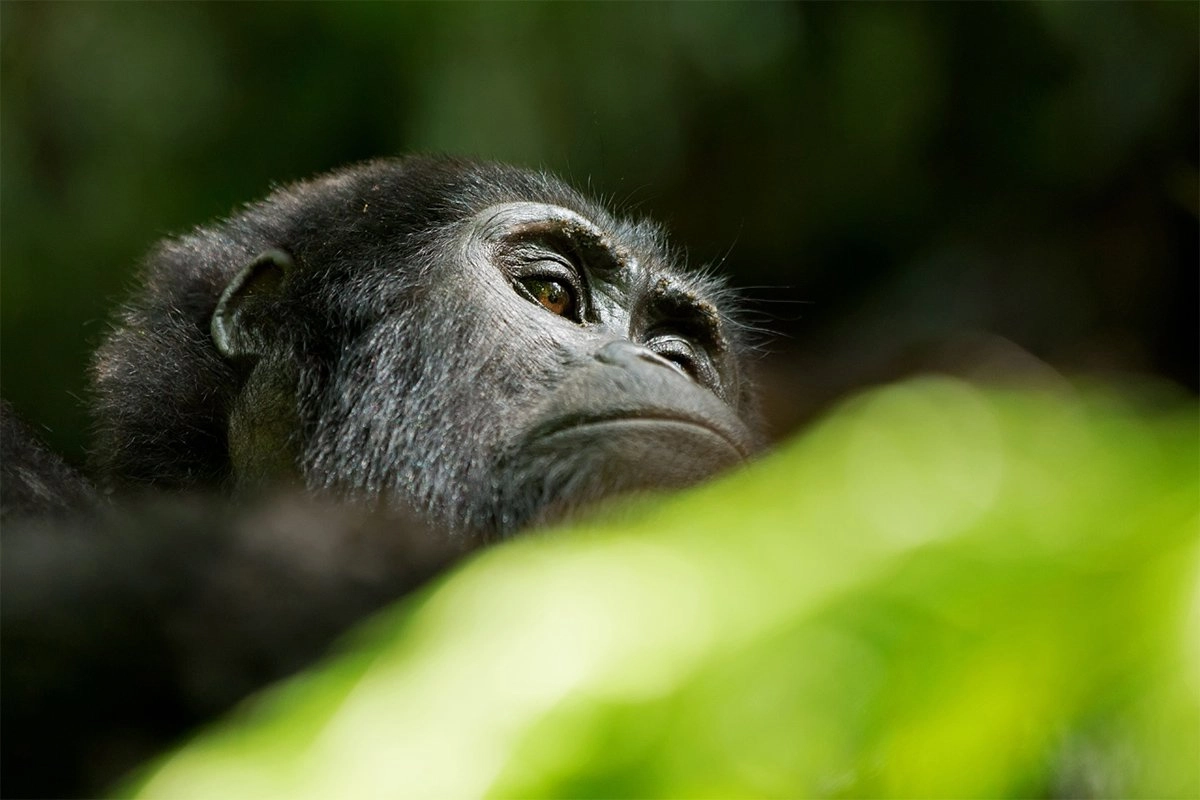 Day 2: Gorilla Habituation Experience and Batwa Visit