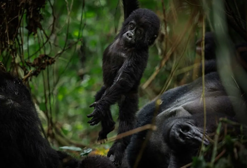 Day 1: Arrival and Transfer to Bwindi National Park