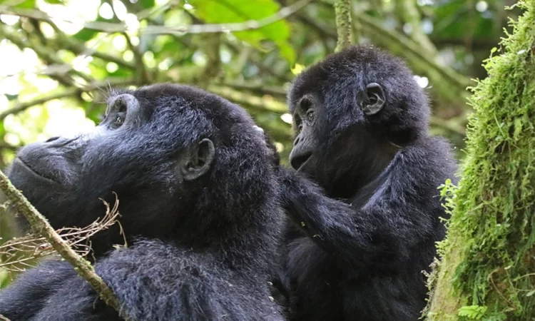 Day 3: Gorilla Trekking and Lake Bunyonyi Relaxation