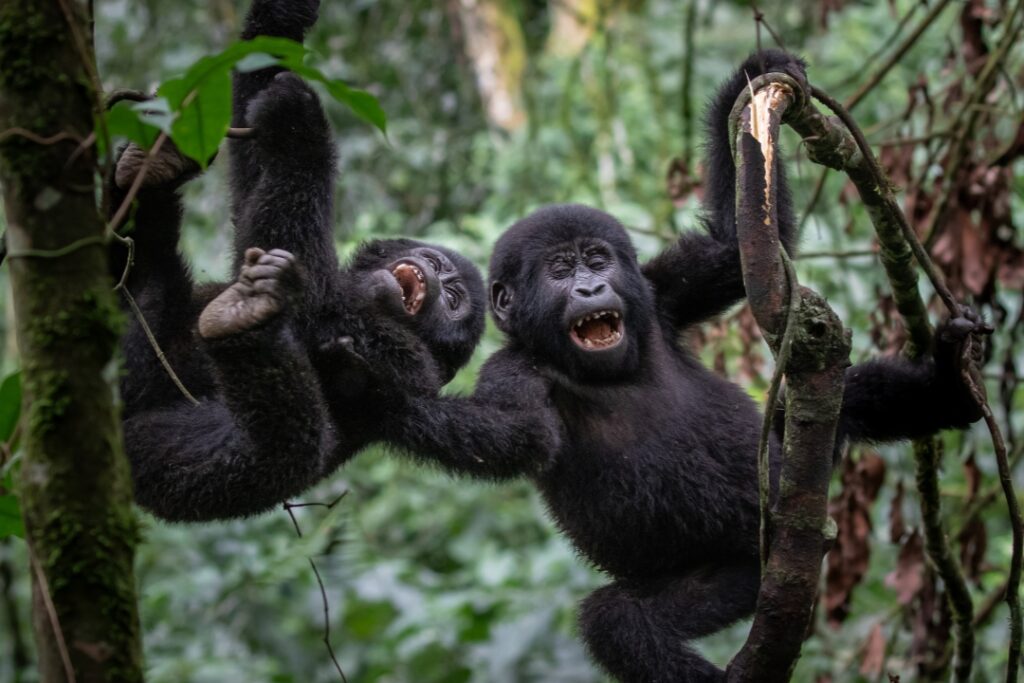 Day 4: Gorilla Habituation Experience and Relax at Lake Bunyonyi