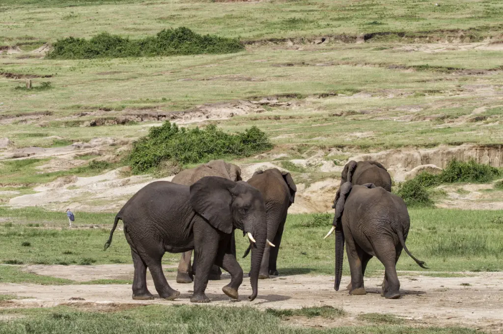 Day 1: Arrival and Transfer to Queen Elizabeth National Park