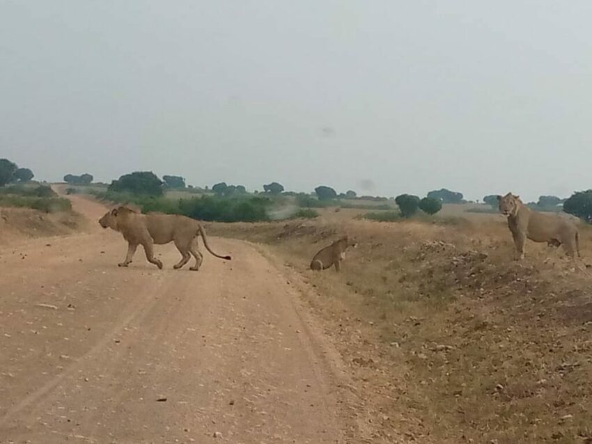 Day 2: Lion Tracking, Game Drives and Boat Safari
