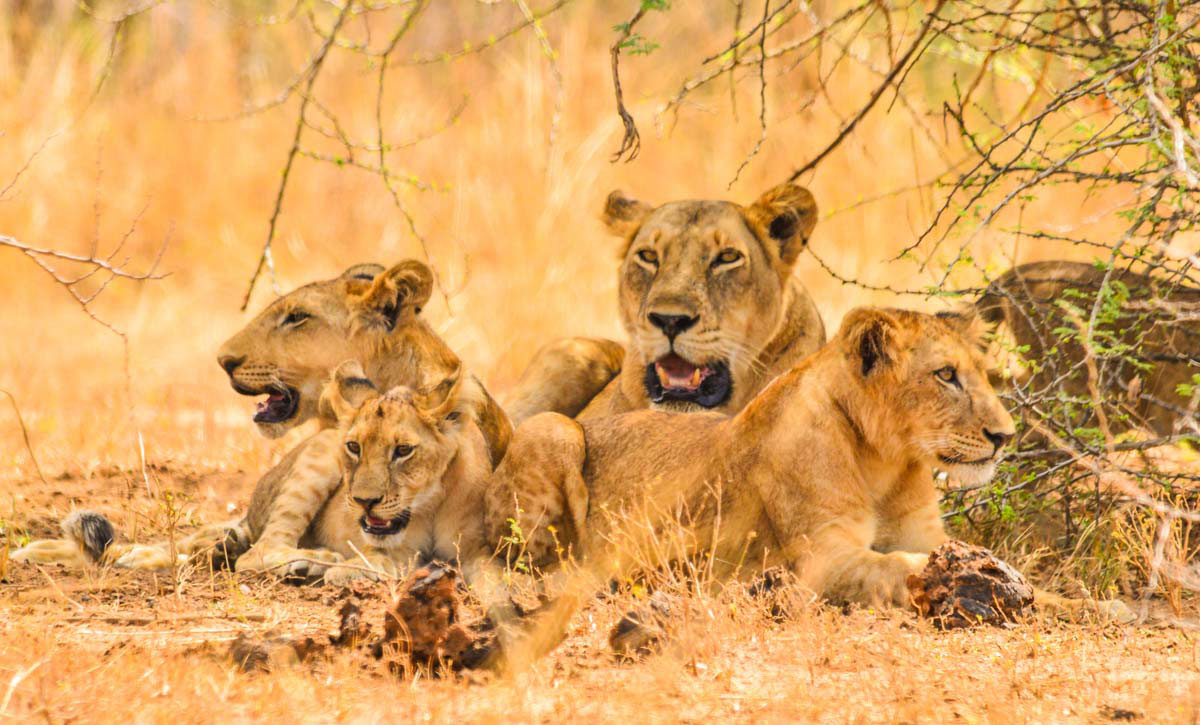 Day 3: Visit Ishasha Sector and Night Game Drive