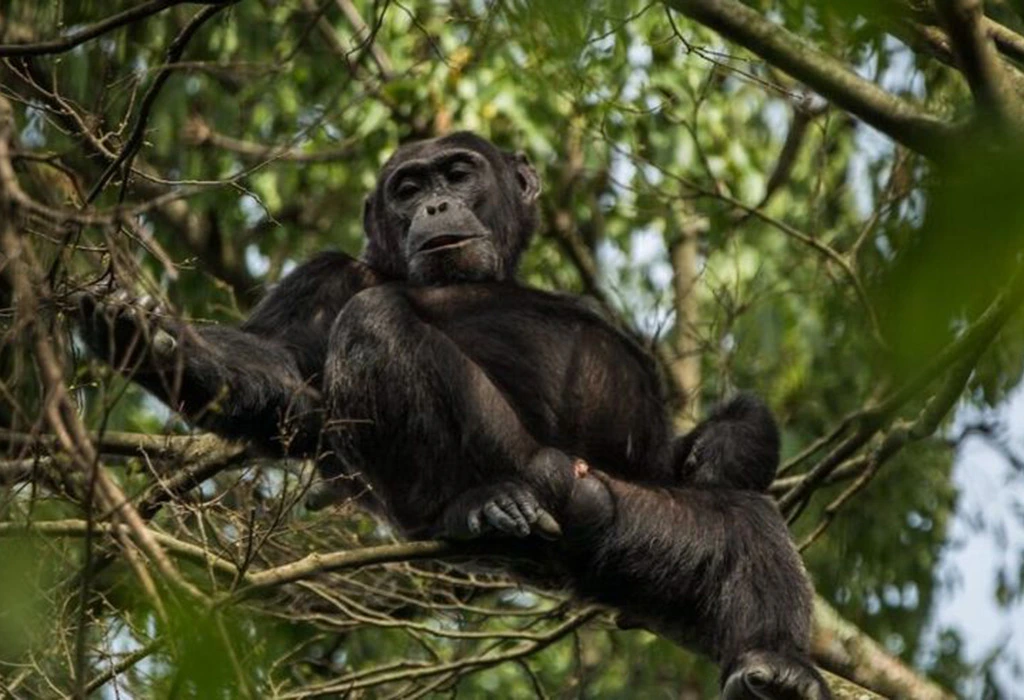 Day 1: Arrival and Transfer to Kibale National Park