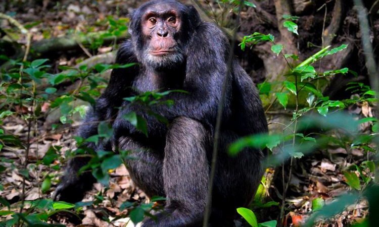 Day 2: Chimpanzee Trekking and Transfer to Bwindi