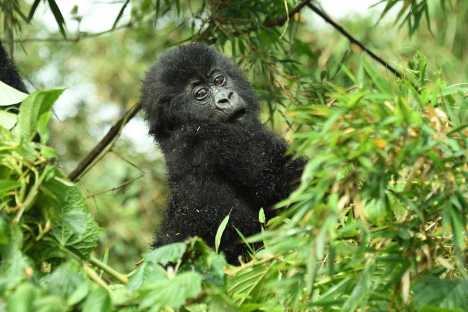 Day 3: Gorilla Trekking and Return to Kigali