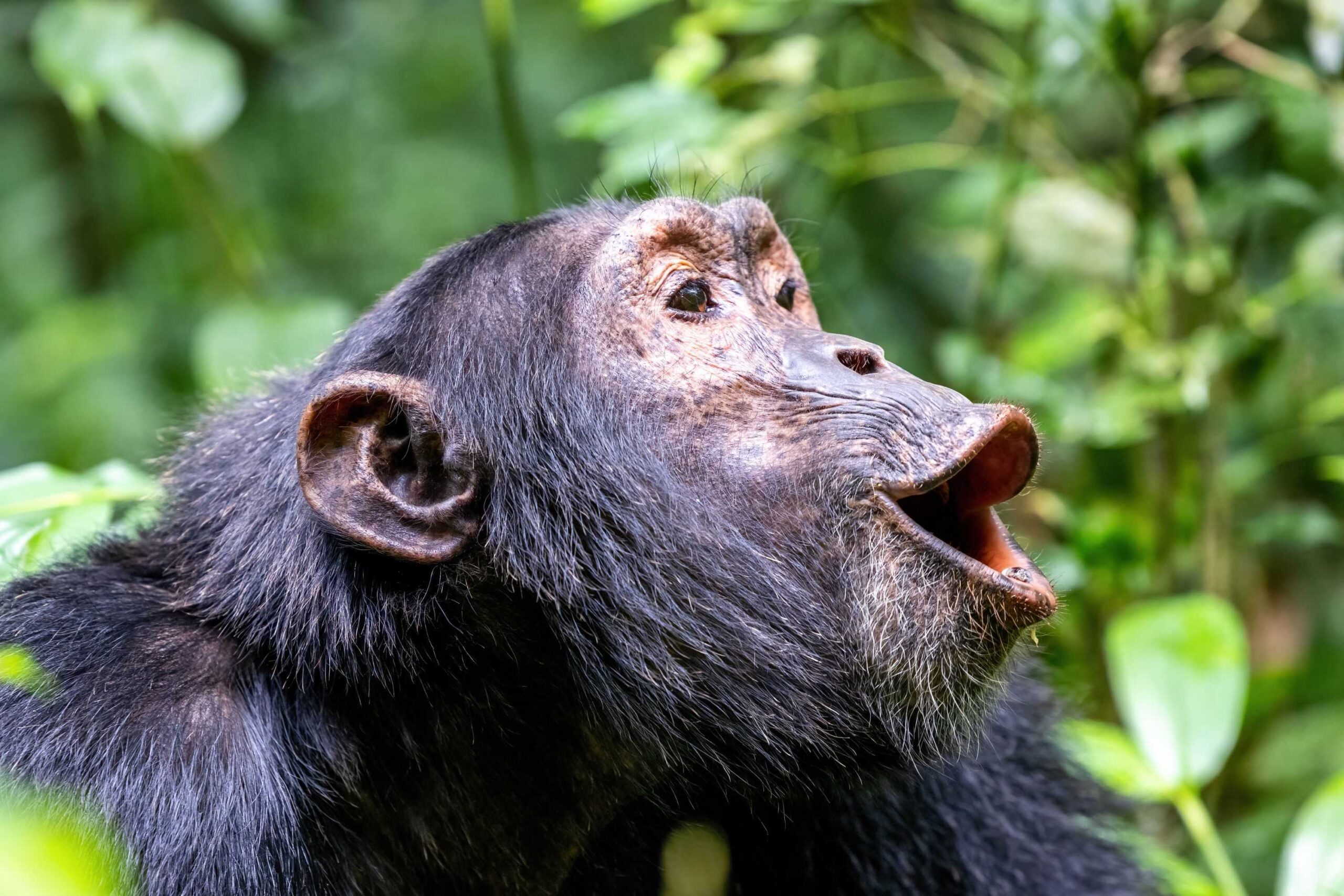 Day 2: Chimpanzee Trekking and Drive Back to Kigali