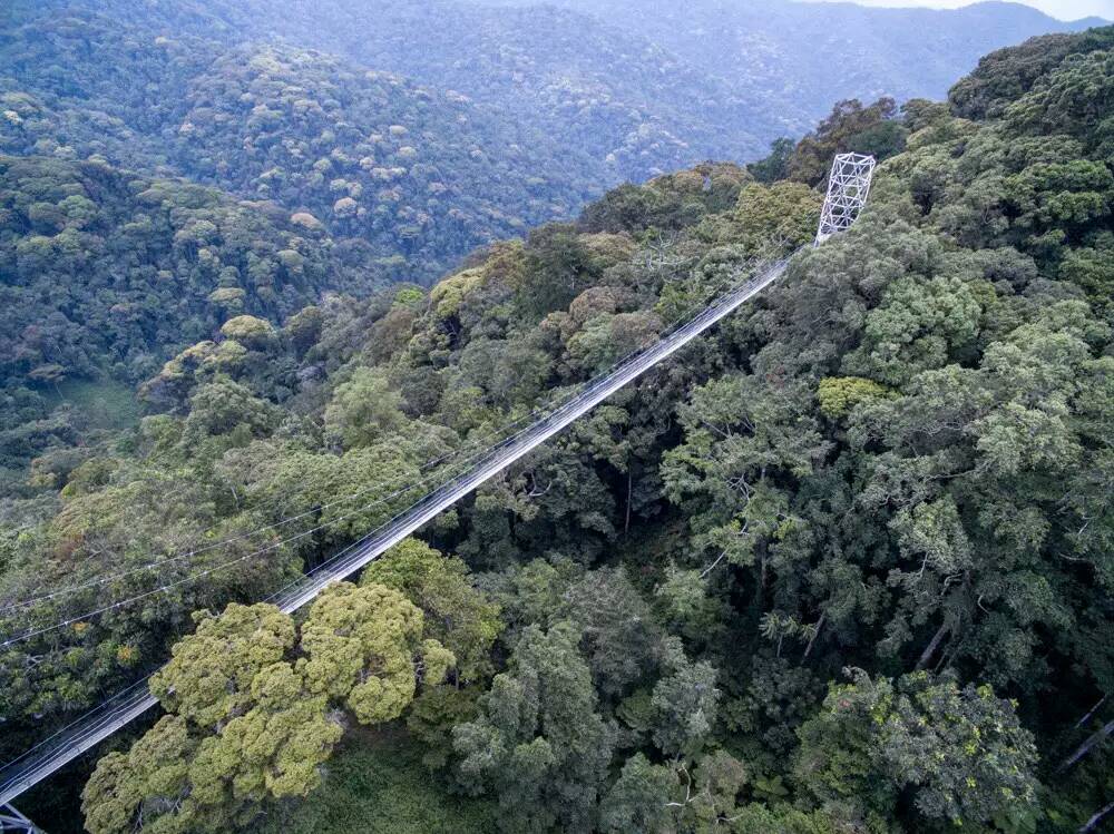Day 1: Arrival and Transfer to Nyungwe and Canopy Walk