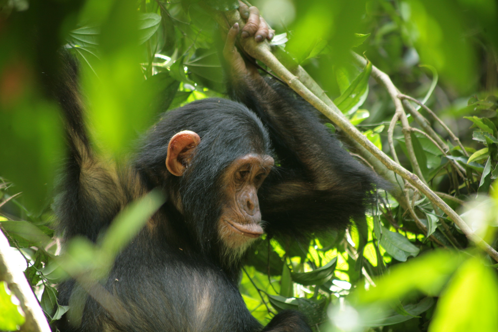 Day 2: Chimpanzee Trekking and Transfer to Volcanoes