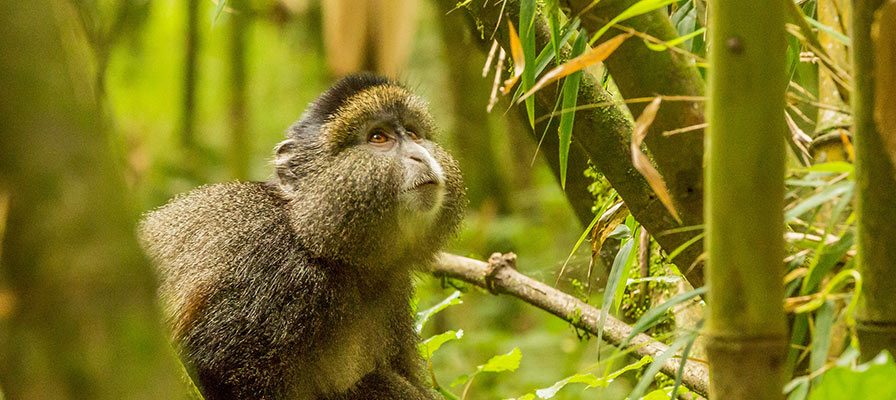 Day 4: Golden Monkey Trekking, City Tour and Departure