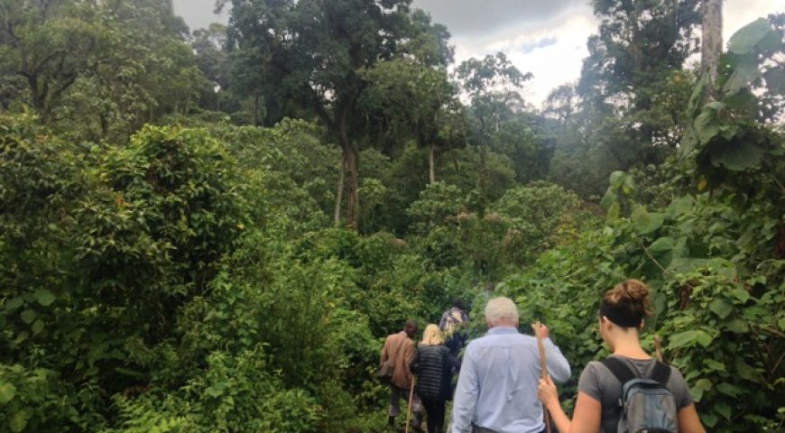 Day 1: Arrival at Entebbe and Fly to Kisoro, Proceed to Your Lodge