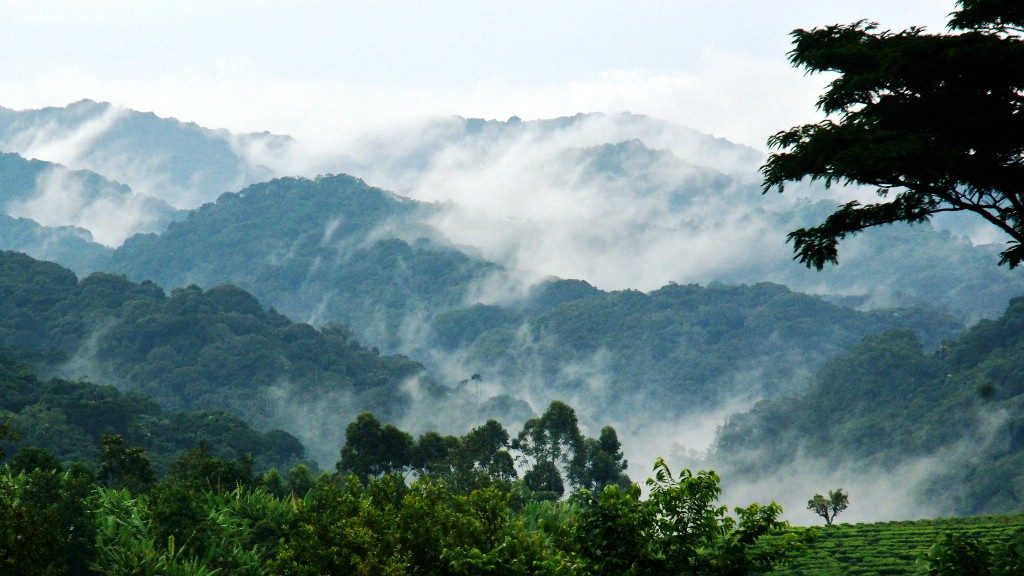 Day 1: Arrival and Transfer to Bwindi