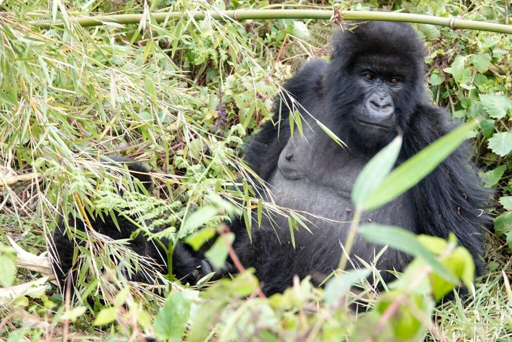 Day 2: Gorilla Trekking with Batwa and Lake Bunyonyi