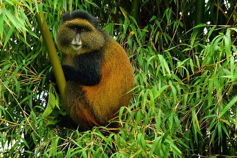 Day 3: Trek Golden Monkeys and Return to Kigali for Departure