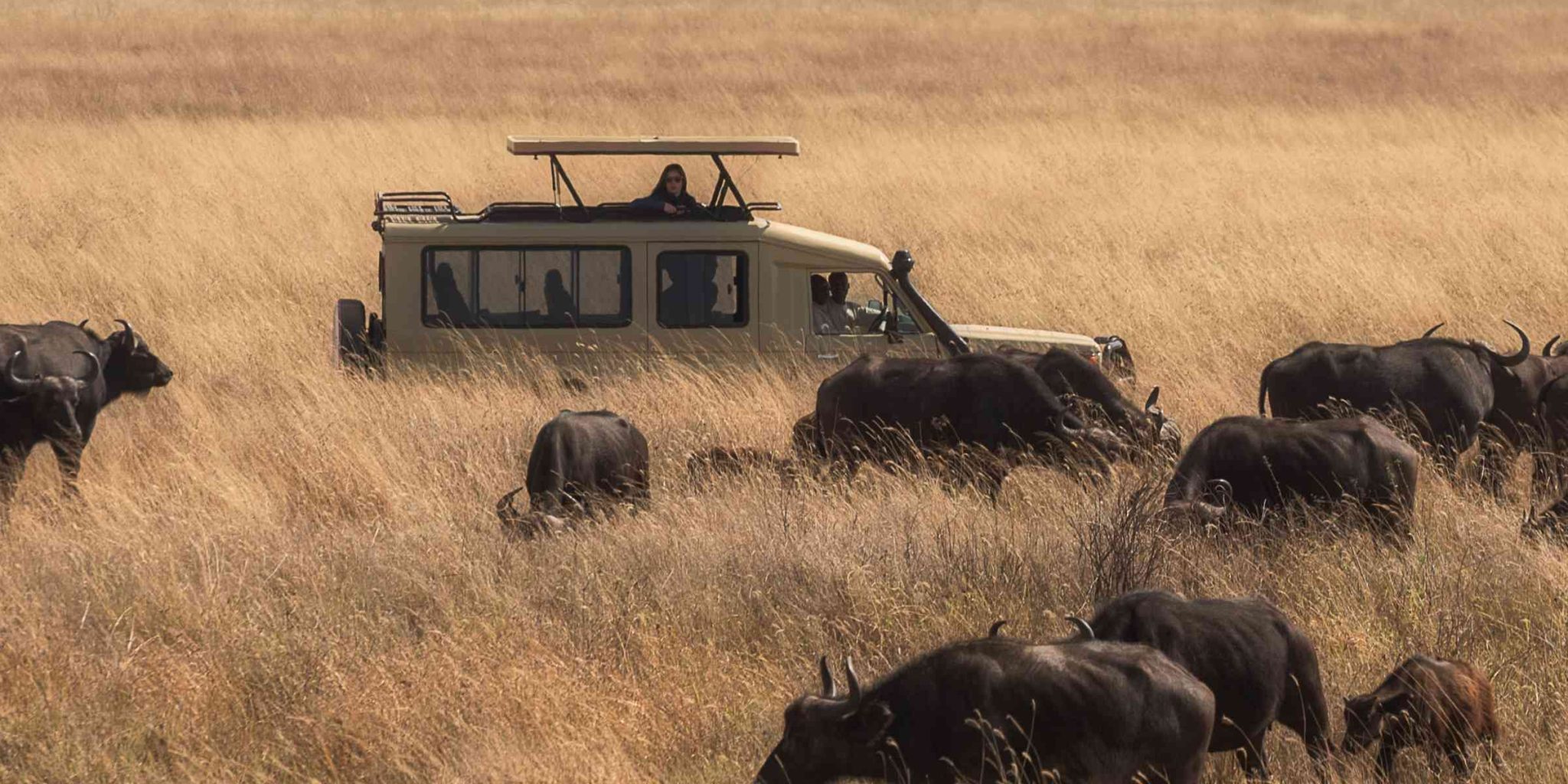 Day 2: Full Day Game Drives and Transfer to Ngorongoro