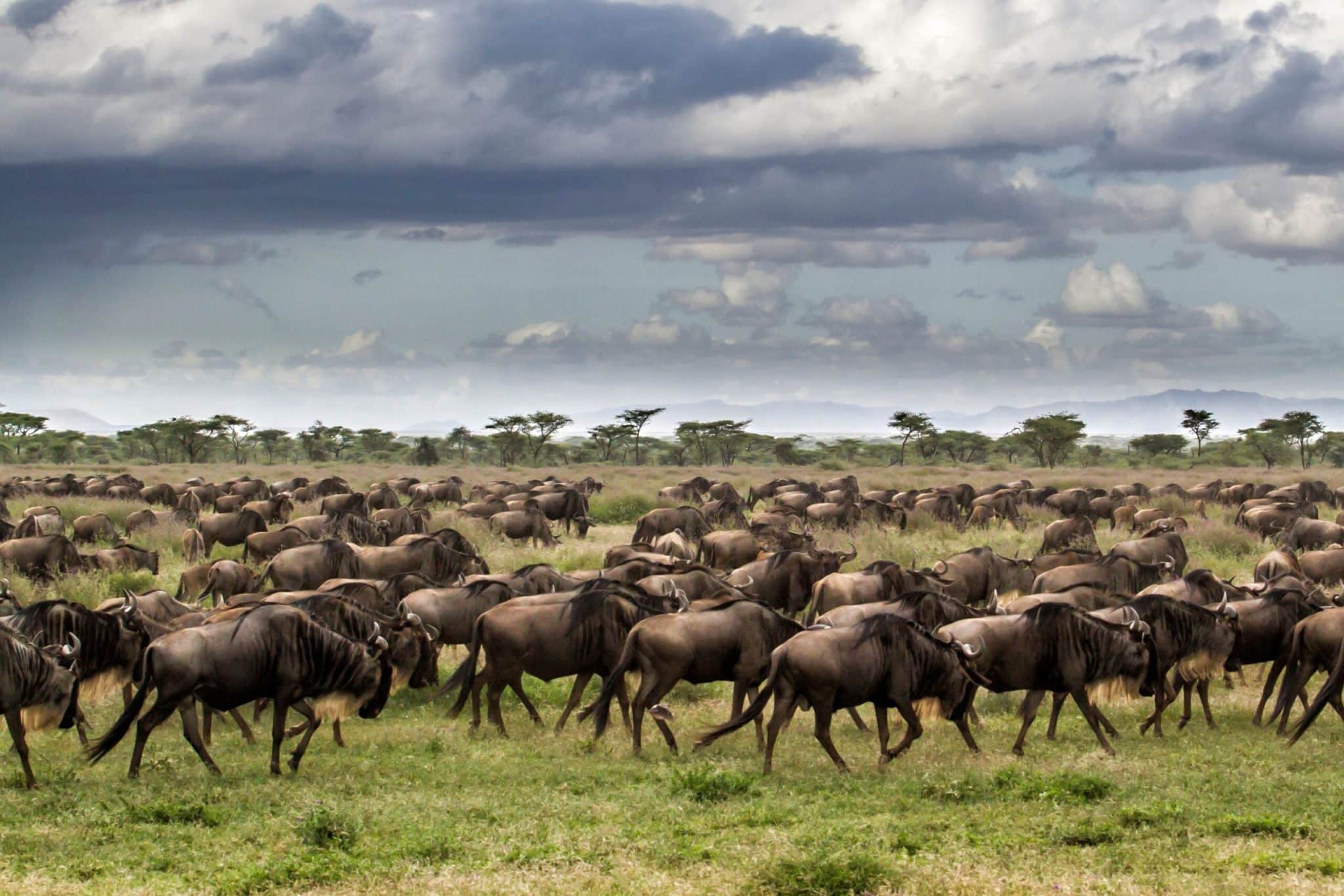 Day 2: Full Day Game Drives in Migration Hotspots