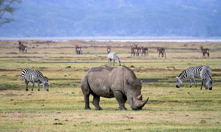 Day 3: Sunrise Crater Game Drive and Return to Arusha