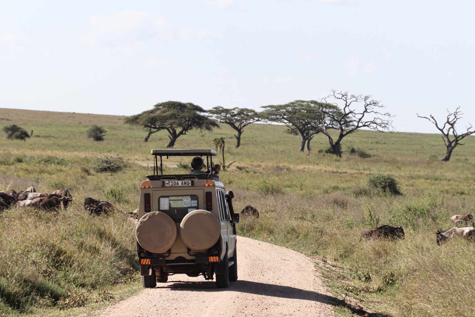 Day 1: Arrival Transfer to Serengeti for First Game Drive