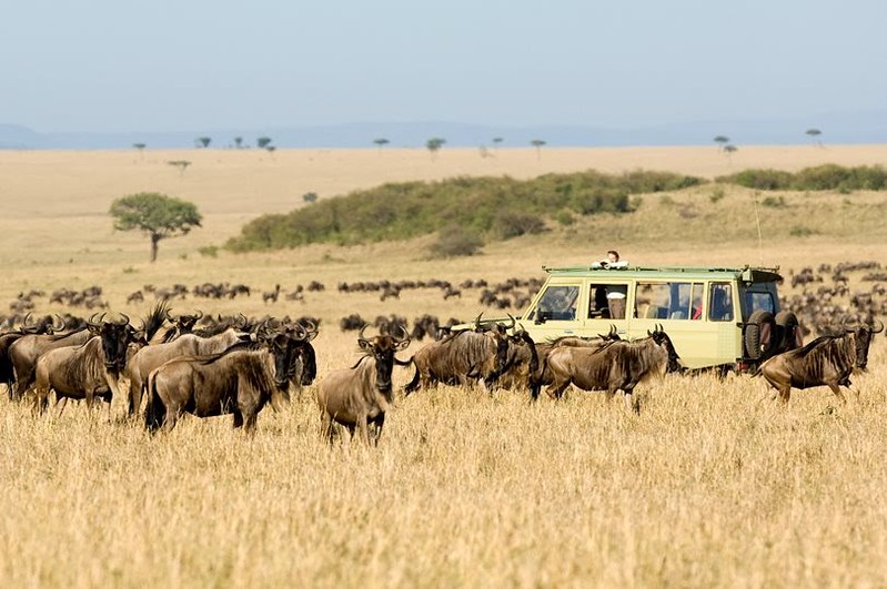 Day 2: Full Day Serengeti Experience
