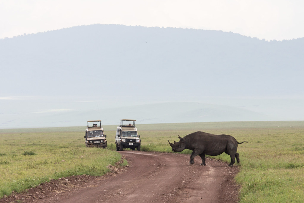 Day 4: Early Game Drives in the Crater Floor and Transfer to Lake Manyara