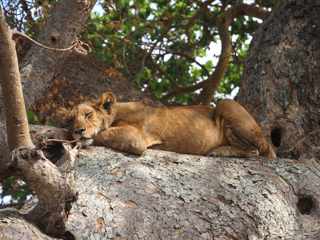 Day 5: Game Drive, Birding and Tree Climbing Lions