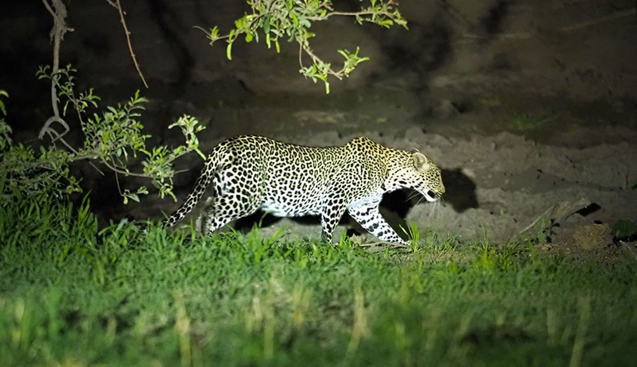 Day 6: Continue to Tarangire for Elephant Herds and Night Game Drive