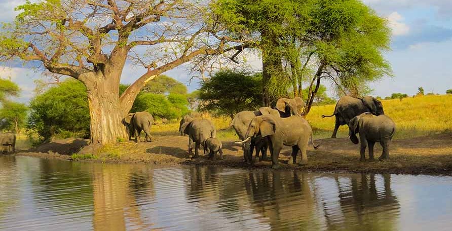 Day 7: Final Game Drive and Departure