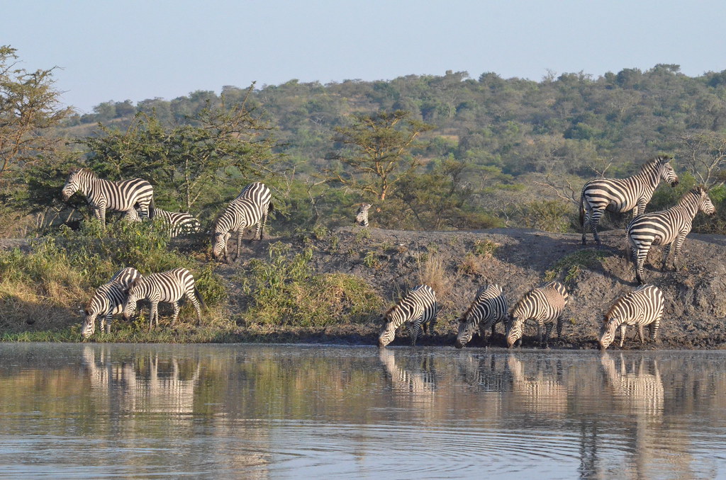 Day 1: Transfer to Lake Mburo, Boat Safari and Evening Game Drive