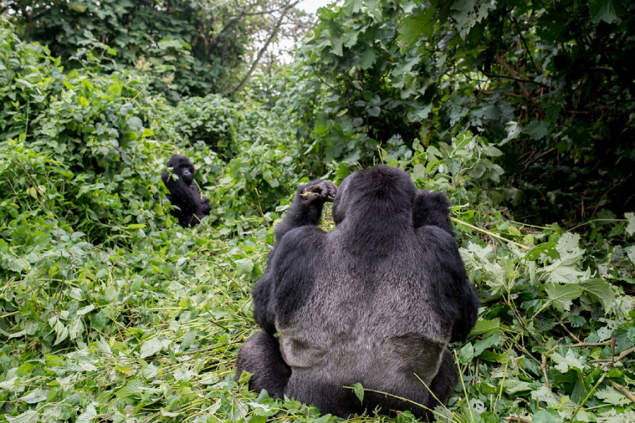 Day 2: Gorilla Trekking and Return to Kigali for Departure