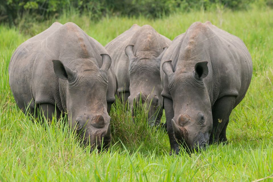 Day 1: Arrival, Transfer for Rhino Tracking and Top of Falls Hike