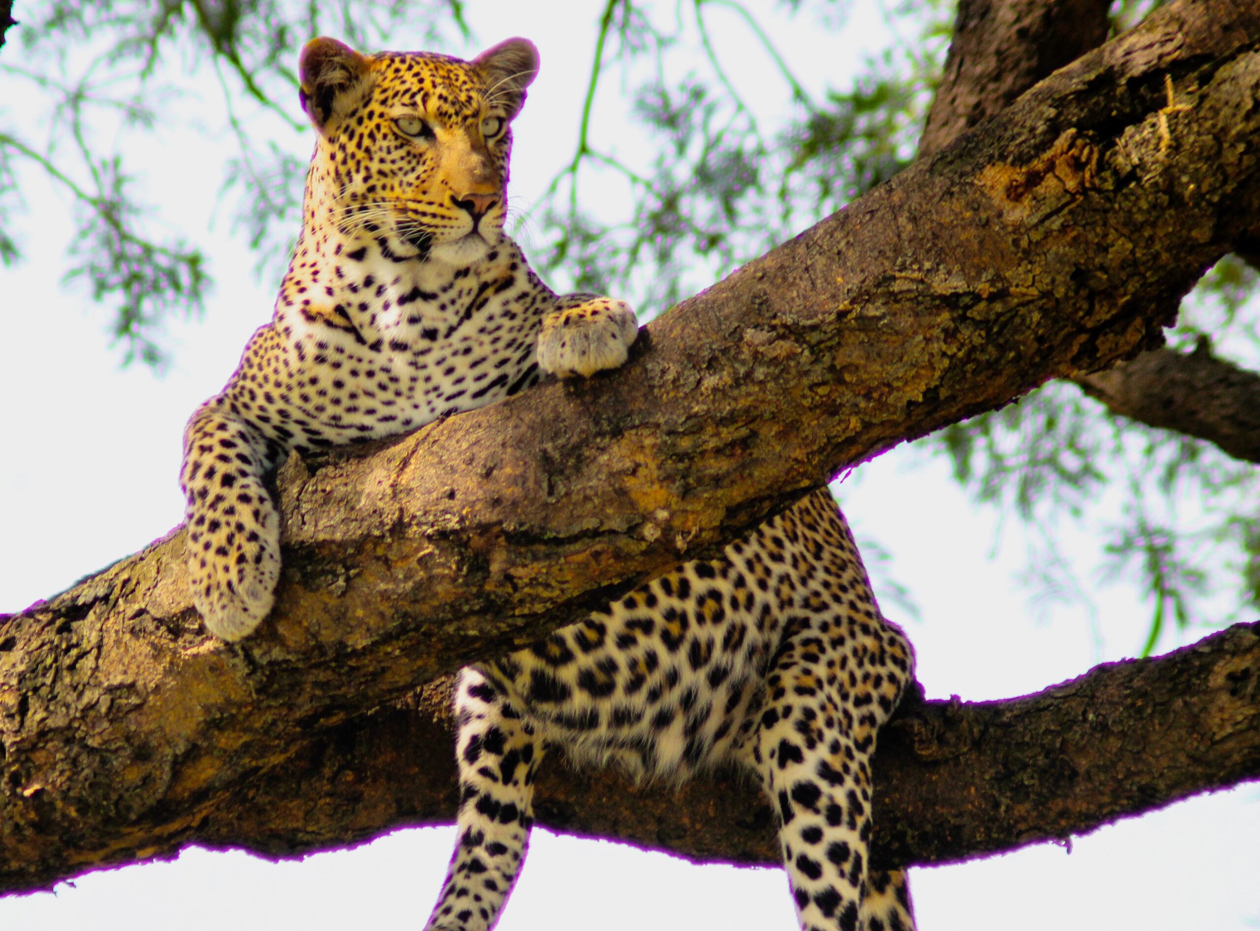 Day 3: Final Game Drive and Departure