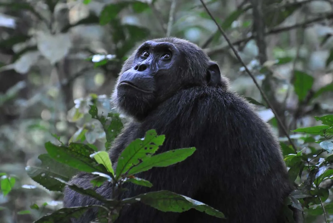 Day 2: Chimpanzee Trekking and Game Drives