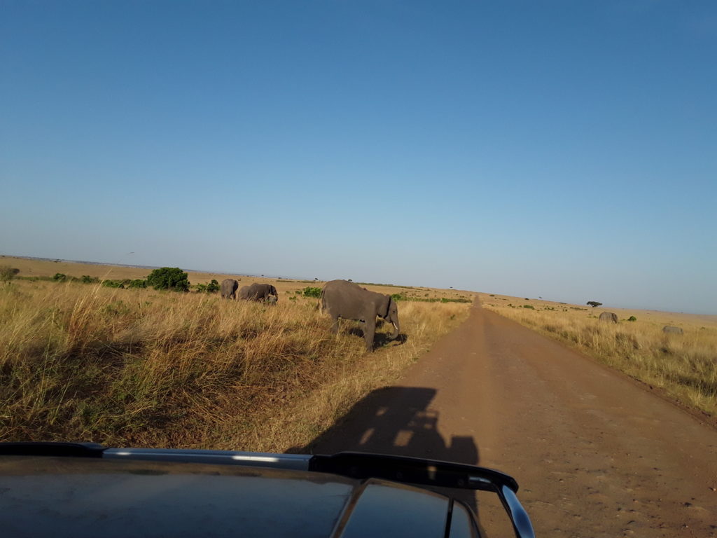 Day 3: Final Game Drive and Departure