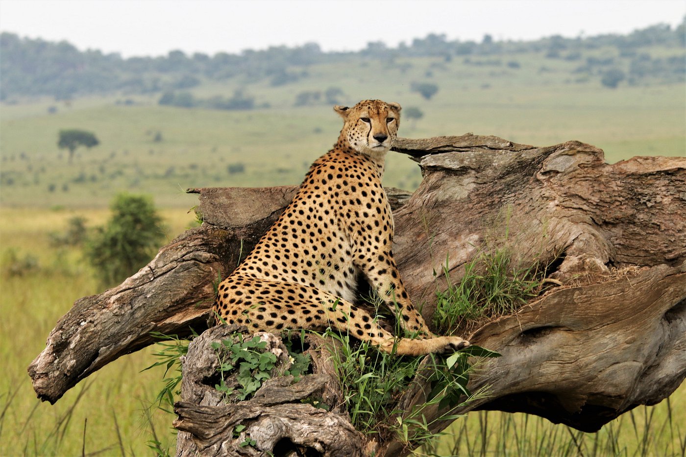 Day 3: Transfer to Kidepo National Park