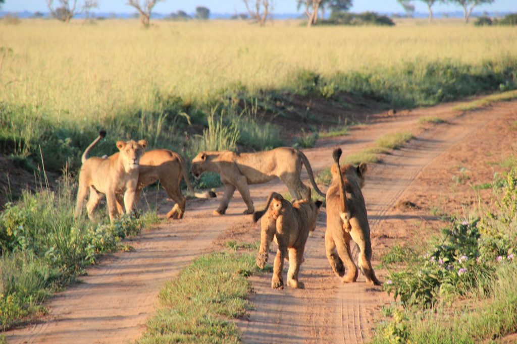 Day 5: Transfer to Murchison Falls National Park and Evening Game Drive