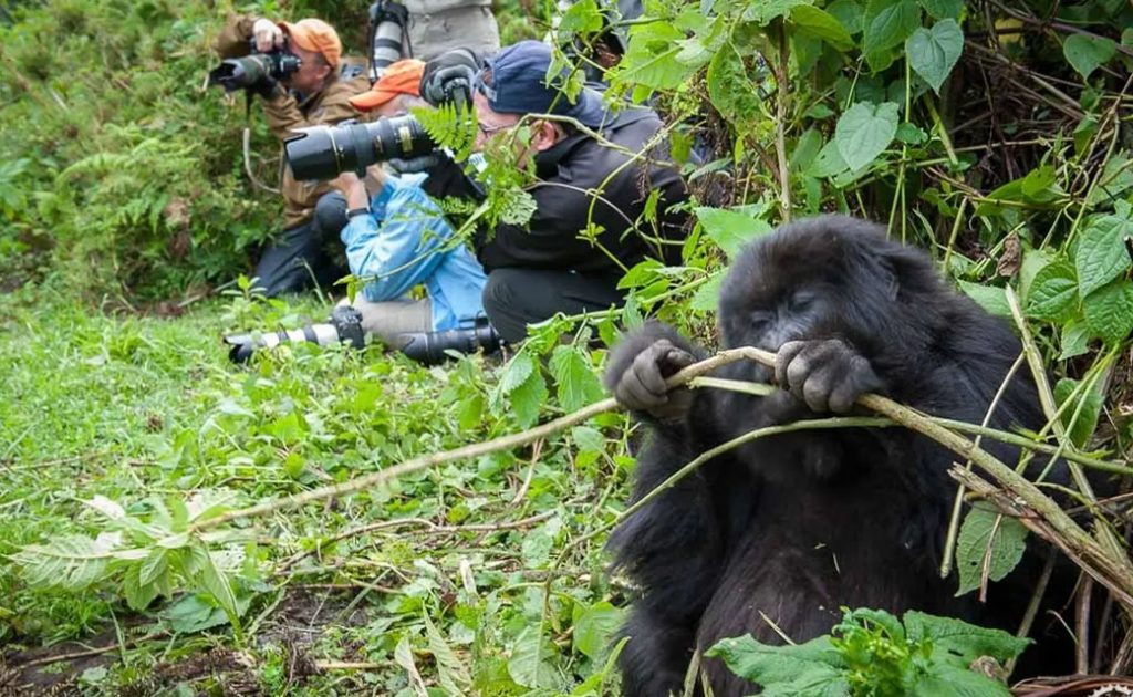 Day 10: Gorilla Trekking with Batwa and Lake Bunyonyi