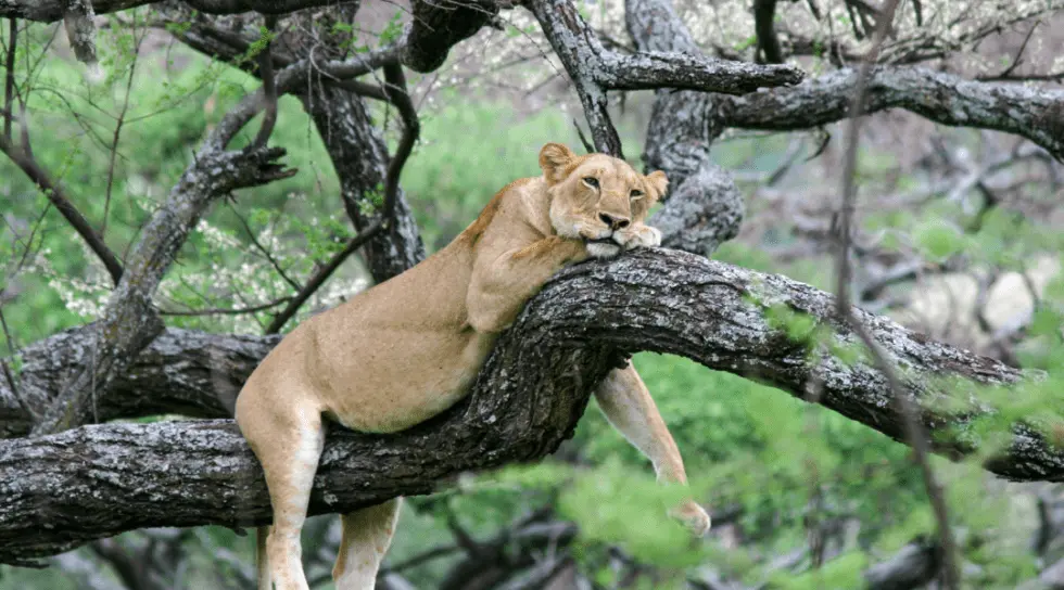 Day 2: Early Walking Safari and Tree-Climbing Lions in Lake Manyara