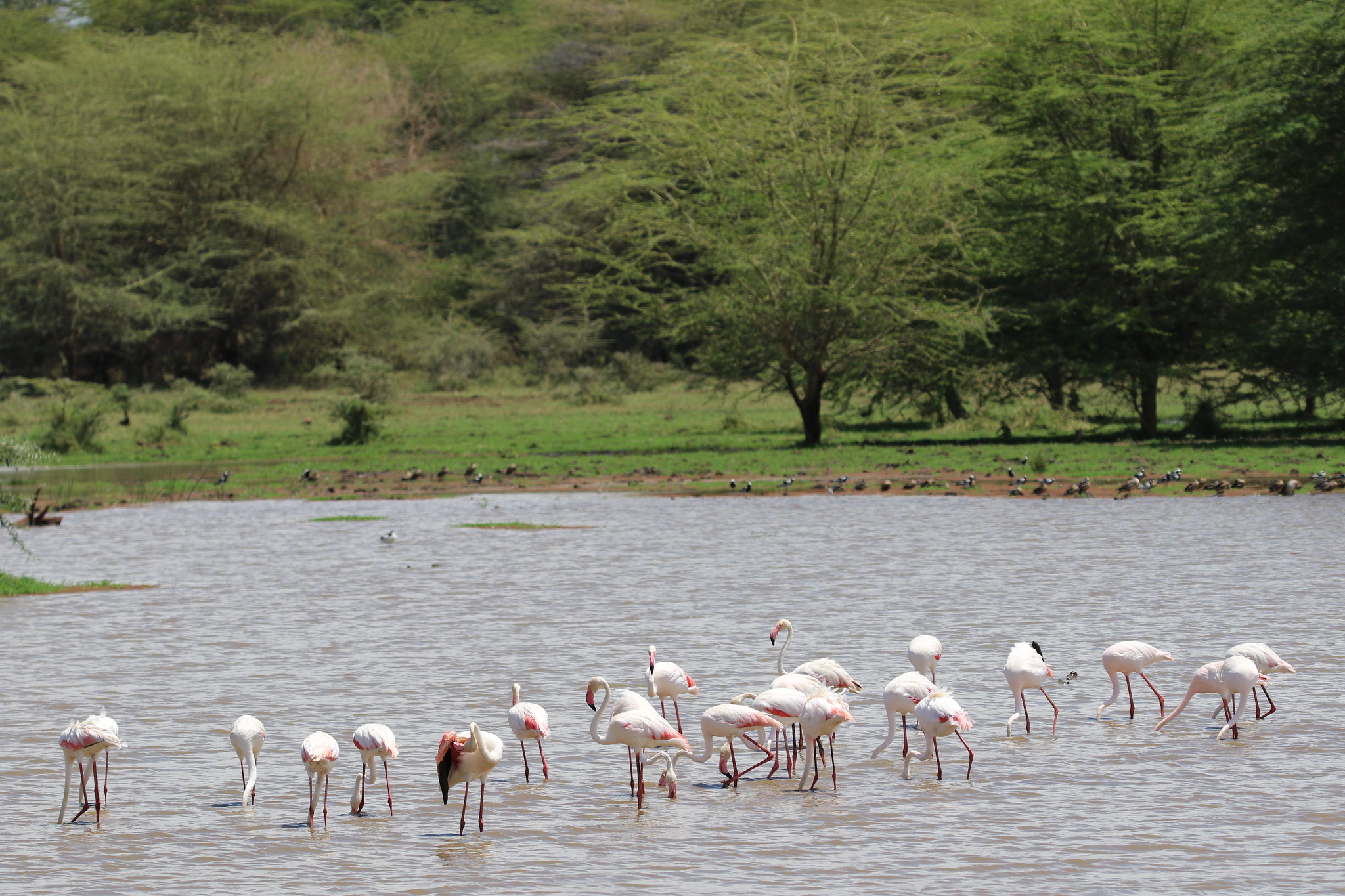 Day 3: Final Game Drive, Birdwatching and Departure