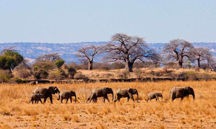 Day 1: Pick Up, Transfer to Tarangire and Game Drives with Elephants
