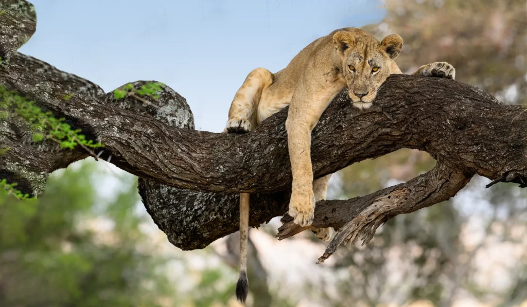 Day 1: Pickup, Transfer to Lake Manyara, Game Drive and Search for Tree-Climbing Lions
