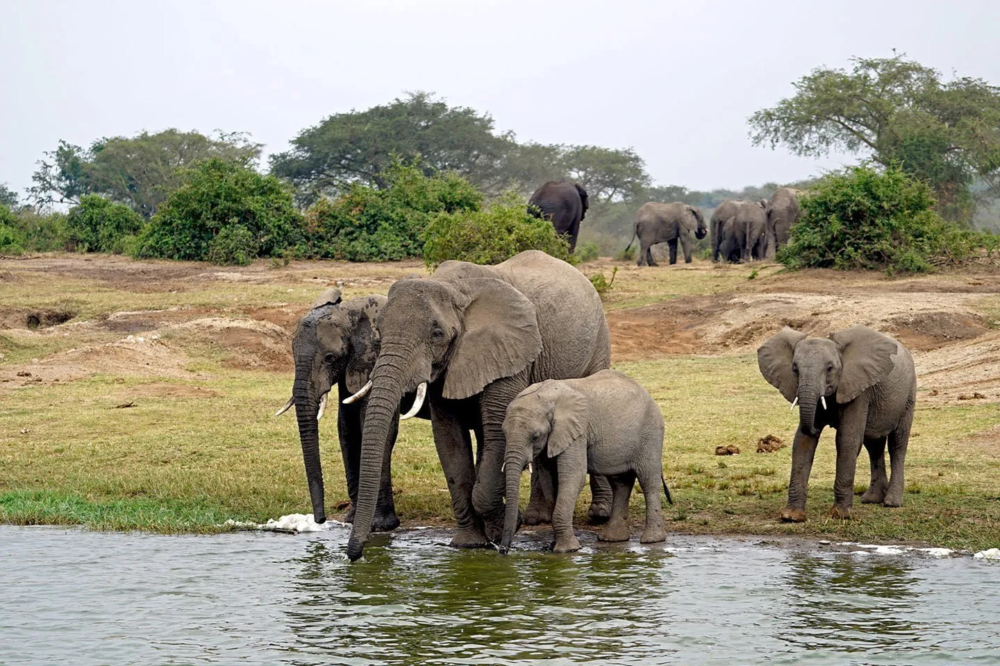 Day 1: Entebbe/Kampala Queen Elizabeth National Park