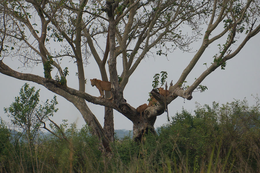 Day 3: Transfer to Ishasha for Tree-Climbing Lions Experience