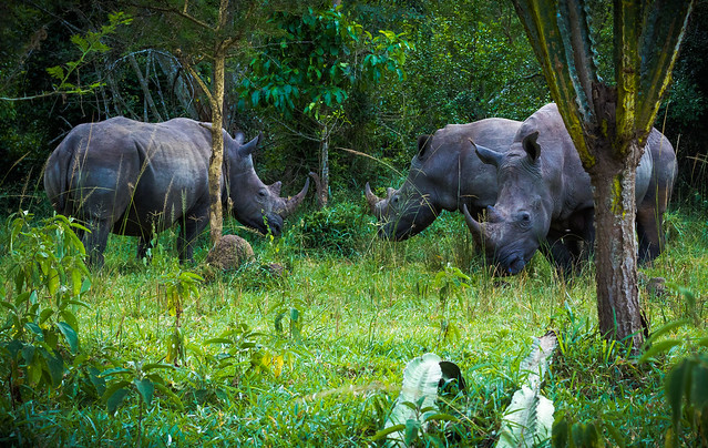 Kampala/Entebbe Transfer to Murchison Falls via Ziwa Rhino Sanctuary