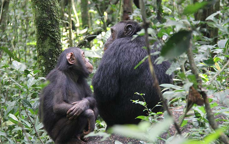 Day 4: : Chimpanzee Tracking and Bigodi Wetland Experience