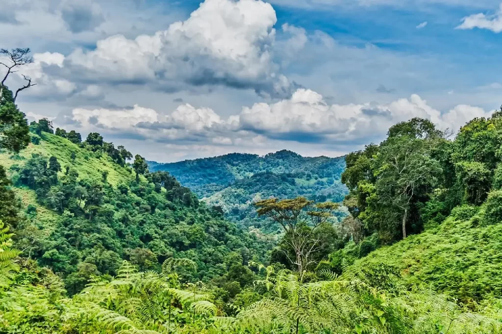 Day 3: Transfer to Bwindi via Ishasha Sector