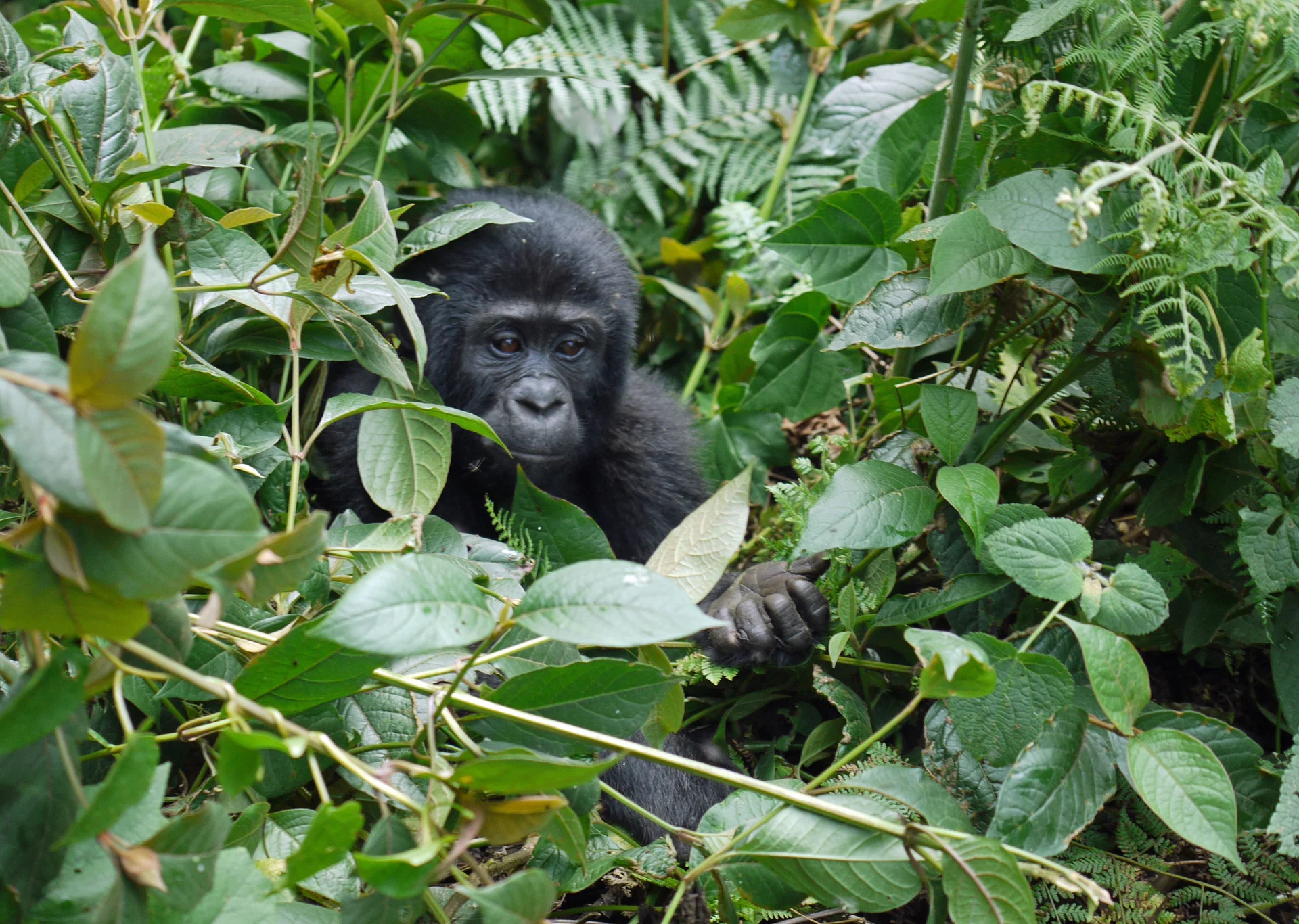 Day 4: Gorilla Trekking Experience in Bwindi