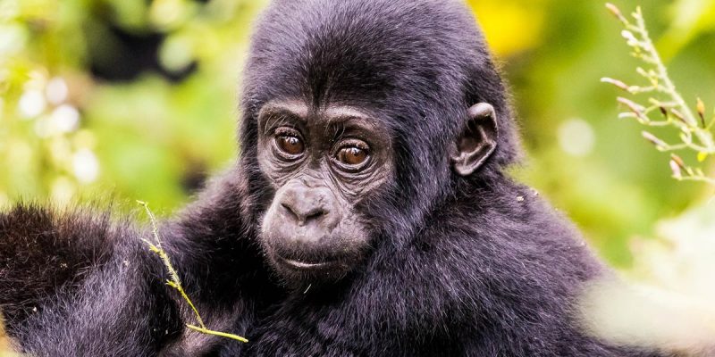 Day 2: Gorilla Trekking Experience